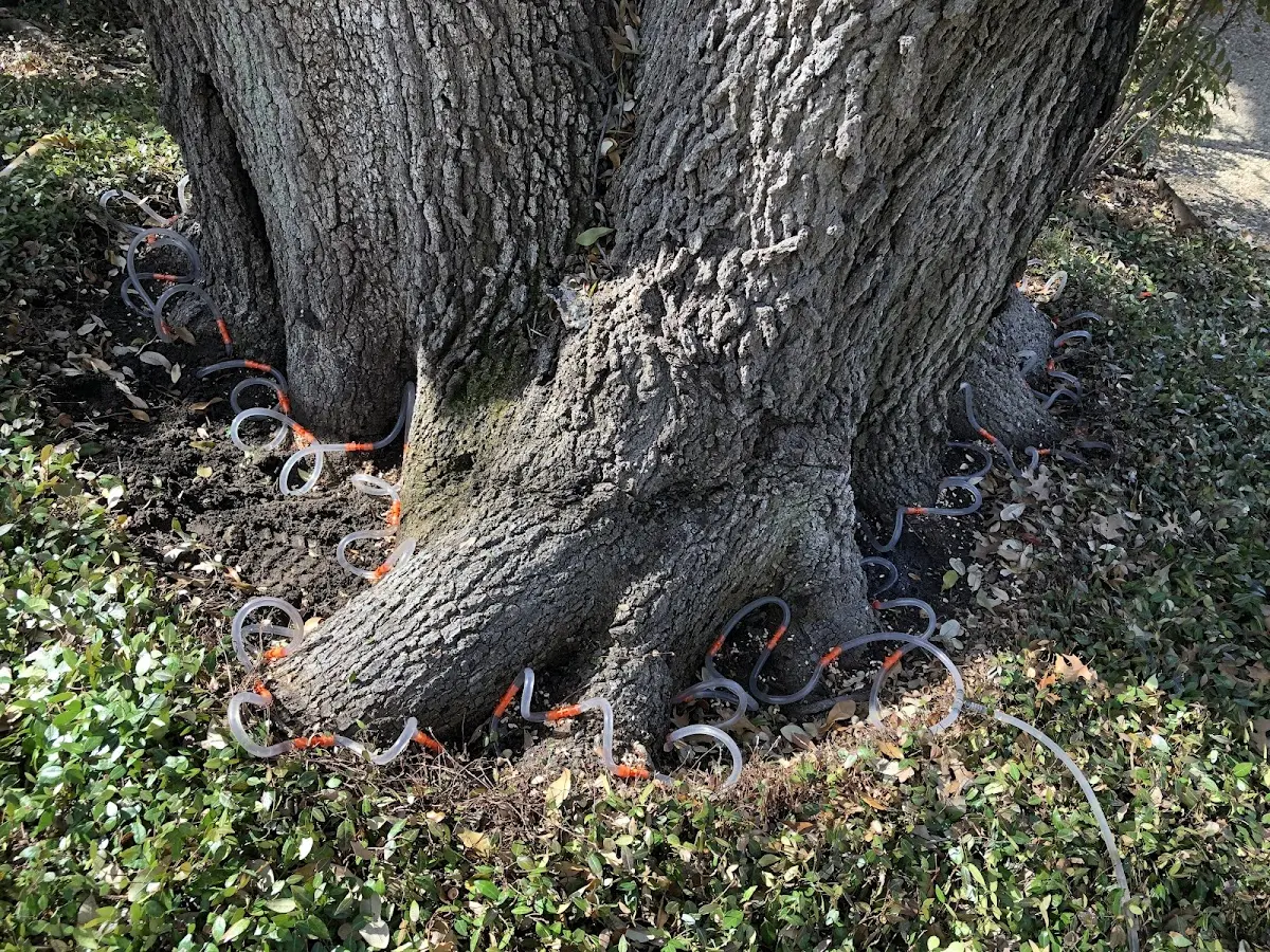Detailed Tree Cabling and Bracing job site in Boulder Junction